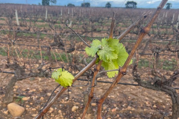 Premières feuilles de vigne sorties, alors que la taille est loin d’être finie !