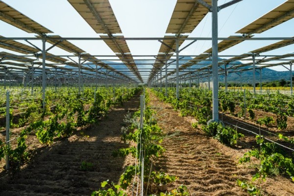 Les députés régulent l'implantation de panneaux solaires dans le vignoble