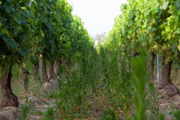 215 millions € pour le maintien du crédit d’impôt glyphosate