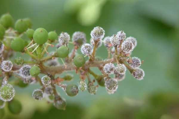 Le mildiou et l’oïdium de la vigne contournent de plus en plus de phytos