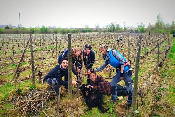  Quand les permanents managent les saisonniers dans les vignes