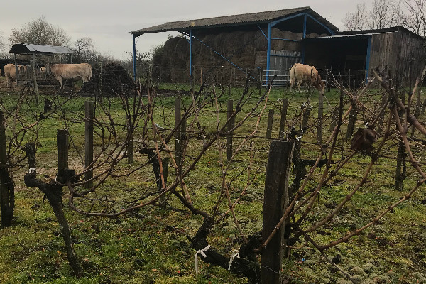 La diversification agricole comme sortie de crise viticole