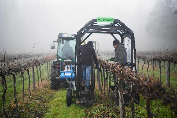  Une Cuma réalise en un seul passage la taille mécanique des vignes et la repasse manuelle