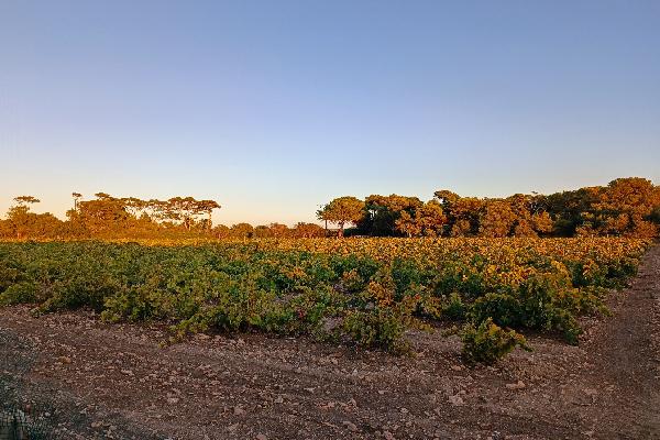  En Sicile, le marsala vire au sec