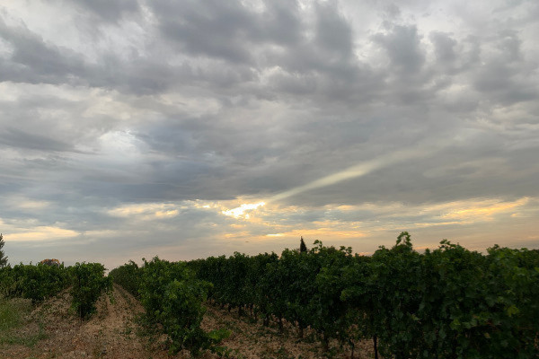 Quelle filière viticole française en 2040 ?