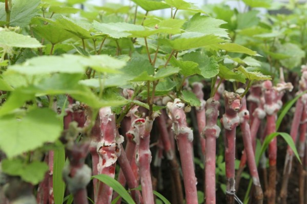 Greffons et porte-greffes garantis sans maladies pour les vignobles septentrionaux