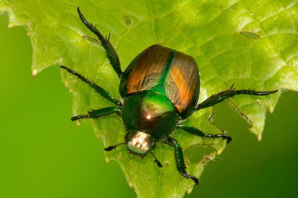 Quels phytos contre le scarabée japonais au vignoble ?