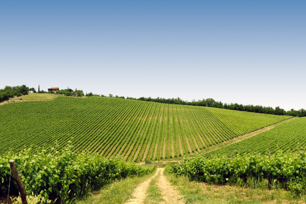 Les viticulteurs peuvent compter sur une large gamme de biosolutions