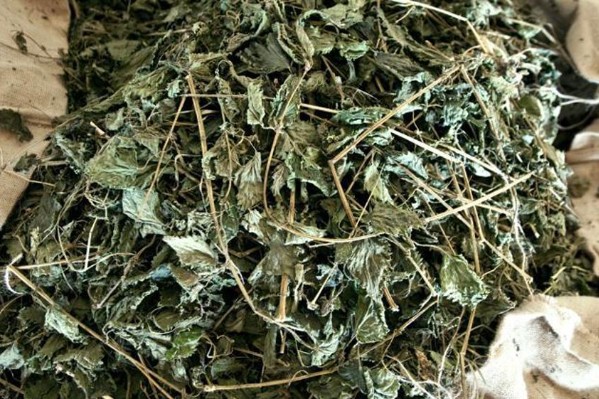 Vignerons, partagez vos expériences avec les purins d’ortie, tisanes de saule, huiles végétales...