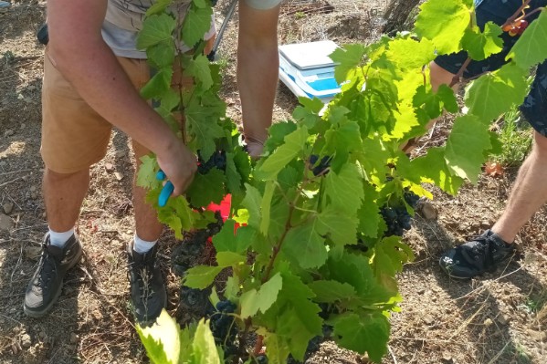 Gros coup de pouce pour les biostimulants de terroir à base de champignons