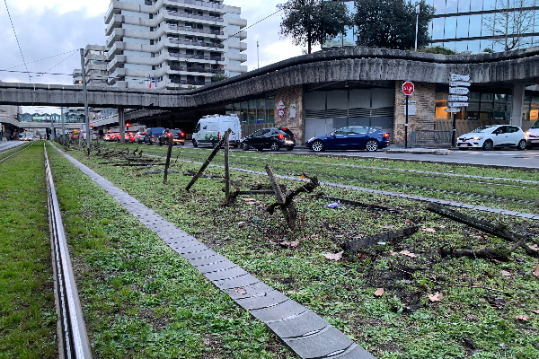 Pour obtenir l’arrachage primé des vignes, ils en arrachent en ville