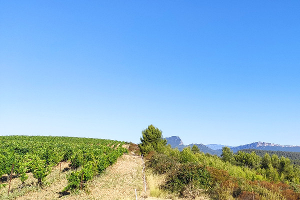 Nouvelle étape vers l'AOC pour les vins de Saint-Drézéry