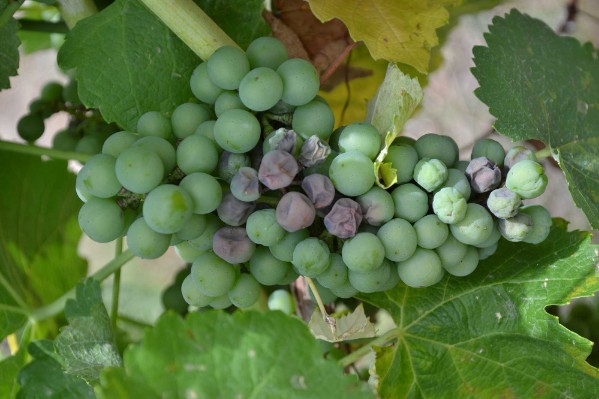 Moins de traitements mais une assurance contre le risque de perte de récolte lié au mildiou ou à l’oïdium ?