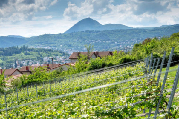 Une cartographie des sols pour doubler le vignoble des Côtes d’Auvergne  