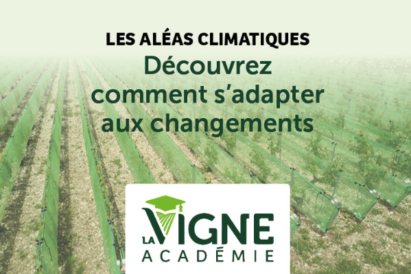 Participez à la masterclass pour prévenir les aléas climatiques du vignoble