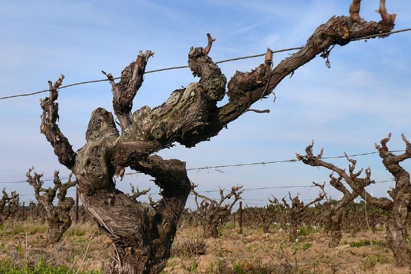 La vigne peut manquer d’azote, de potassium, de manganèse et de zinc