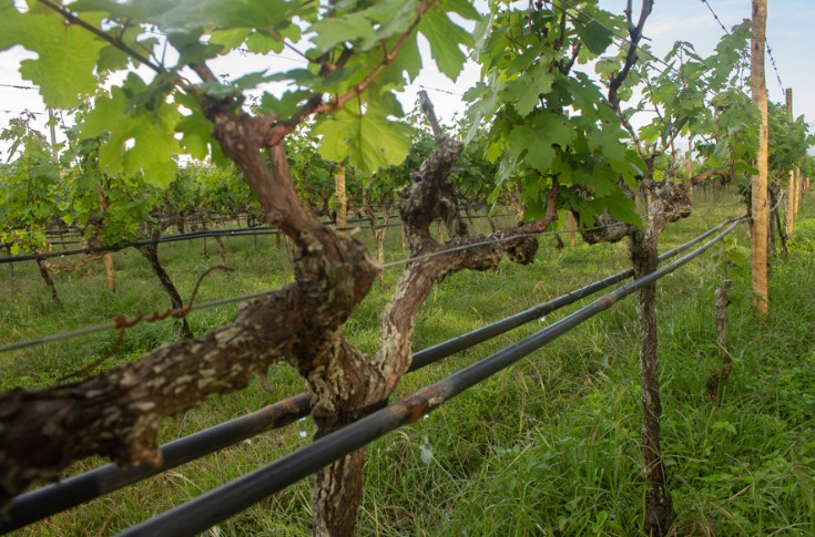 Nouvelles règles de réutilisation des eaux usées pour irriguer la vigne
