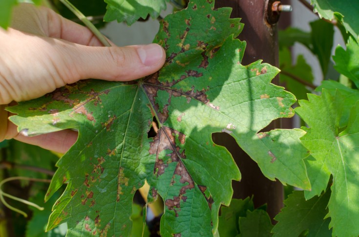 Comment des vignerons ont sauvé leur récolte du mildiou en 2023