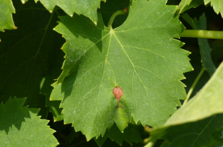 Biocontrôle : ce qui marche ou pas pour lutter contre le black-rot dans les vignes