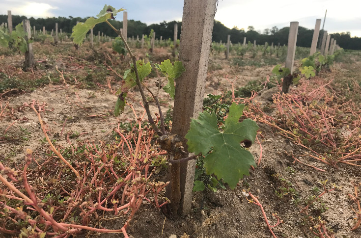 +0,37 % de plantations nouvelles dans le vignoble français en 2024