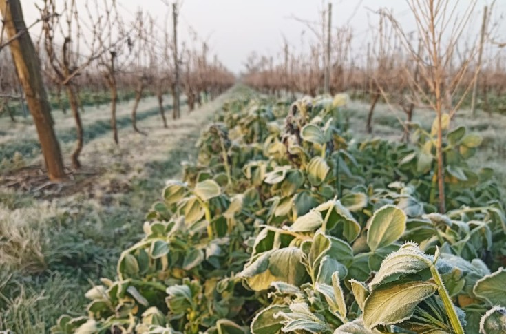 4 conseils pour appliquer l'agriculture de conservation au vignoble