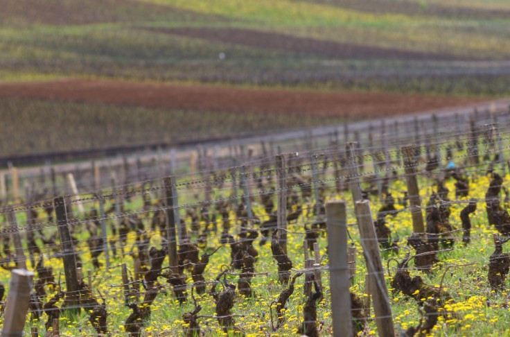 7 Burgundy vineyards are pushing forward research into combatting spring frosts 7 Burgundy vineyards are pushing forward research into combatting spring frosts