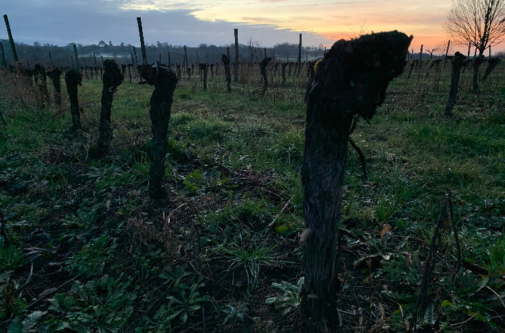 -400 ha, l’érosion du vignoble de Bergerac se poursuit