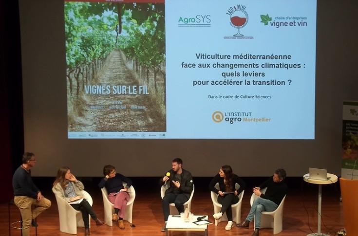 Comment les vignobles d’Europe s’adaptent au changement climatique