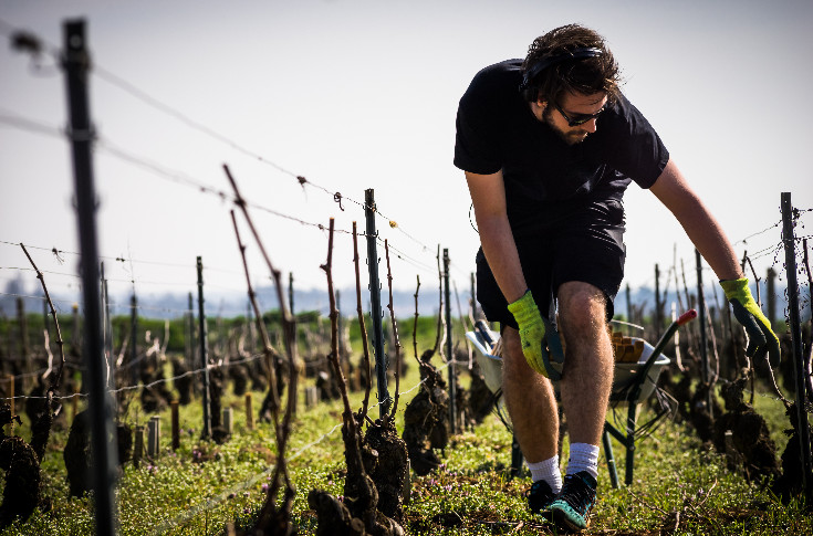 +3 %, le vignoble accueille 1 444 nouveaux installés en 2022