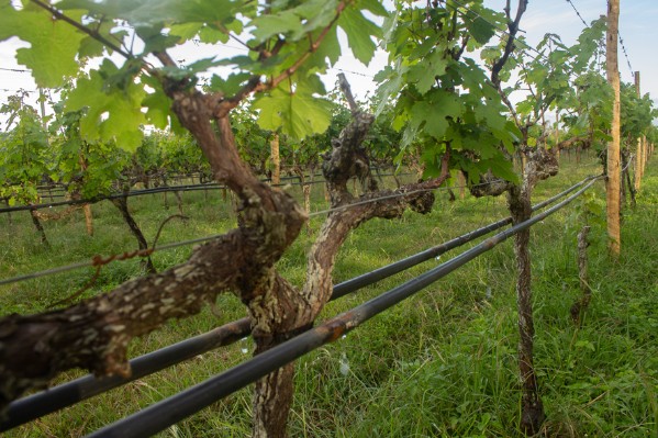 Nouvelles règles de réutilisation des eaux usées pour irriguer la vigne