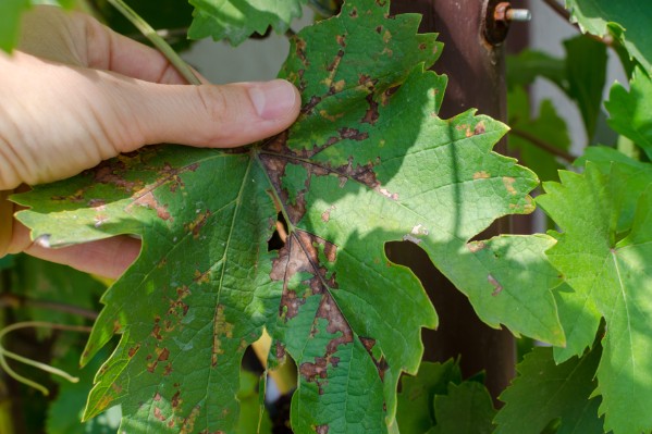 Comment des vignerons ont sauvé leur récolte du mildiou en 2023