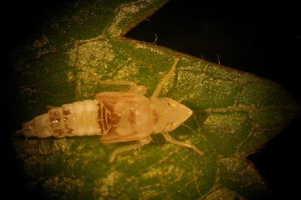 Cinq à sept fois plus de cicadelles de la flavescence dans les vignes bios