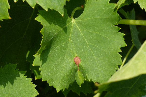 Biocontrôle : ce qui marche ou pas pour lutter contre le black-rot dans les vignes