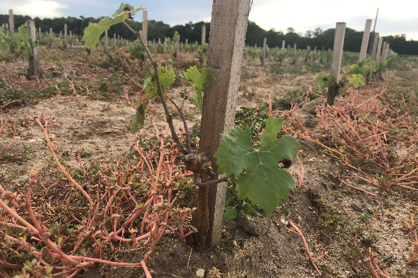 +0,37 % de plantations nouvelles dans le vignoble français en 2024