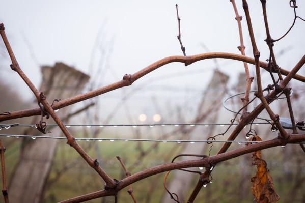 Deux jours de pluie n’ont pas suffi à recharger tous les sols viticoles