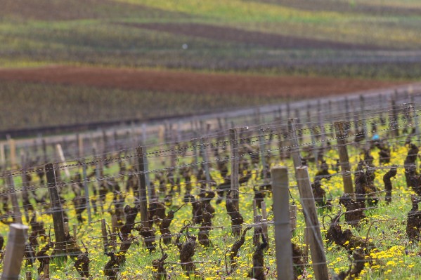 7 vignobles de Bourgogne font avancer la recherche contre les dégâts de gel printanier