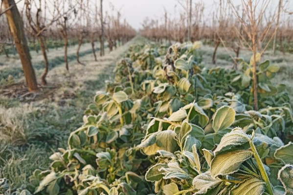 4 conseils pour appliquer l'agriculture de conservation au vignoble
