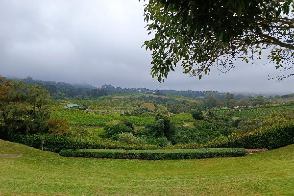 En Afrique du Sud, cap sur le sauvignon, le nouveau cépage en vogue
