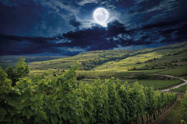 La fusion de Bestheim et Wolfberger créerait un poids lourd des vins d’Alsace