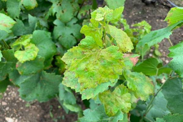 Armicarb + Nordox, un mariage heureux contre le mildiou