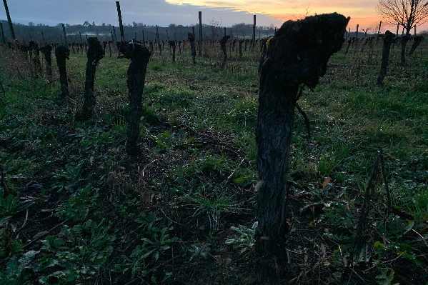 -400 ha, l’érosion du vignoble de Bergerac se poursuit