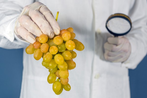 Les eurodéputés distinguent vigne obtenue par édition génomique et OGM