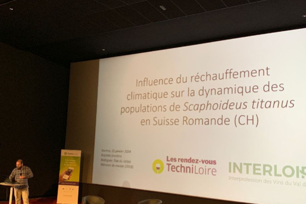 Flavescence dorée, la pression monte dans le Val de Loire