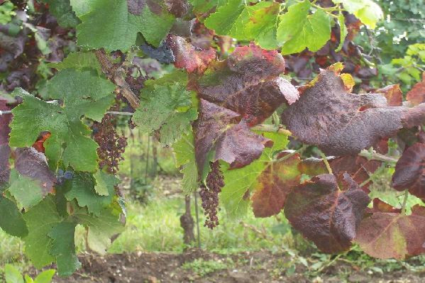 10 questions sur le bois noir, une jaunisse dont les symptômes augmentent dans plusieurs vignobles