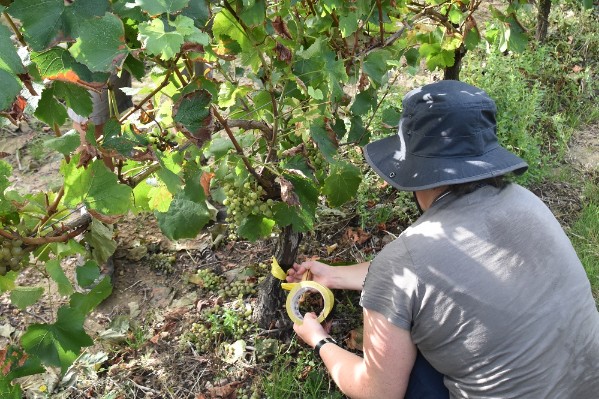 La Loire veut gagner le combat viticole face à la flavescence dorée