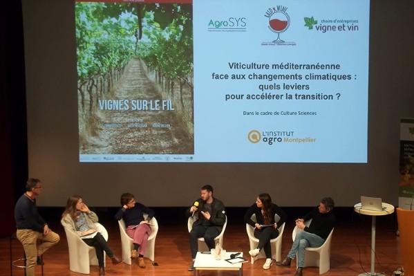 Comment les vignobles d’Europe s’adaptent au changement climatique