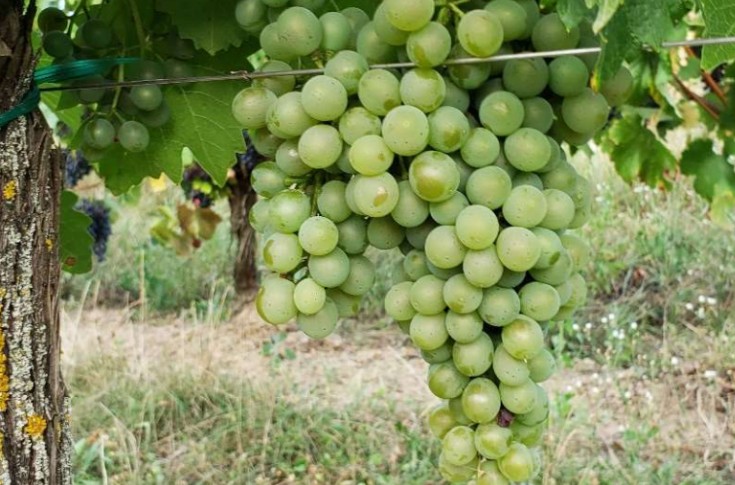 Un nouveau cépage résistant pour réduire de 80 à 90 % les fongicides dans le vignoble