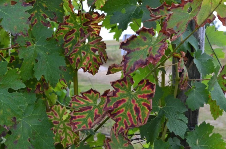 Les maladies du bois au plus haut dans les vignes d'Alsace
