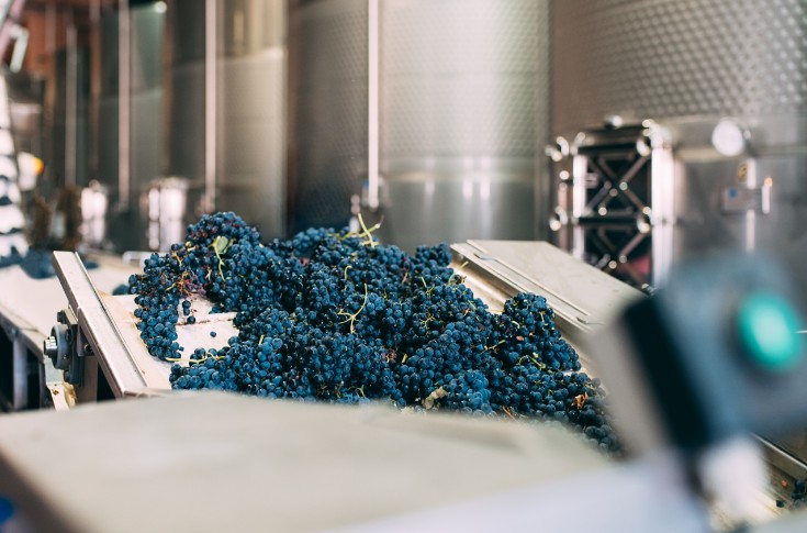 Quelles levures et bactéries dans le vin de demain