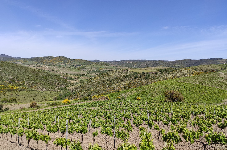 Les vignerons occitans prennent la crise de plein fouet